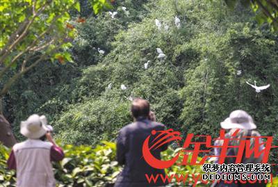 广州黄埔也有一个“小鸟天堂”