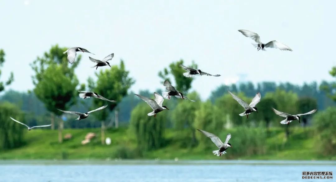 寂静金湖 鸟儿天堂