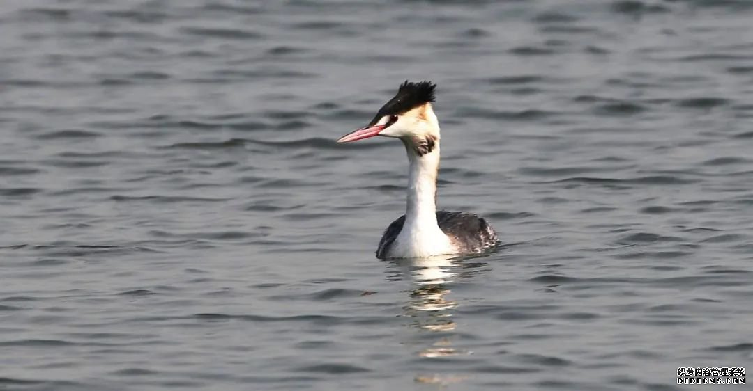 寂静金湖 鸟儿天堂