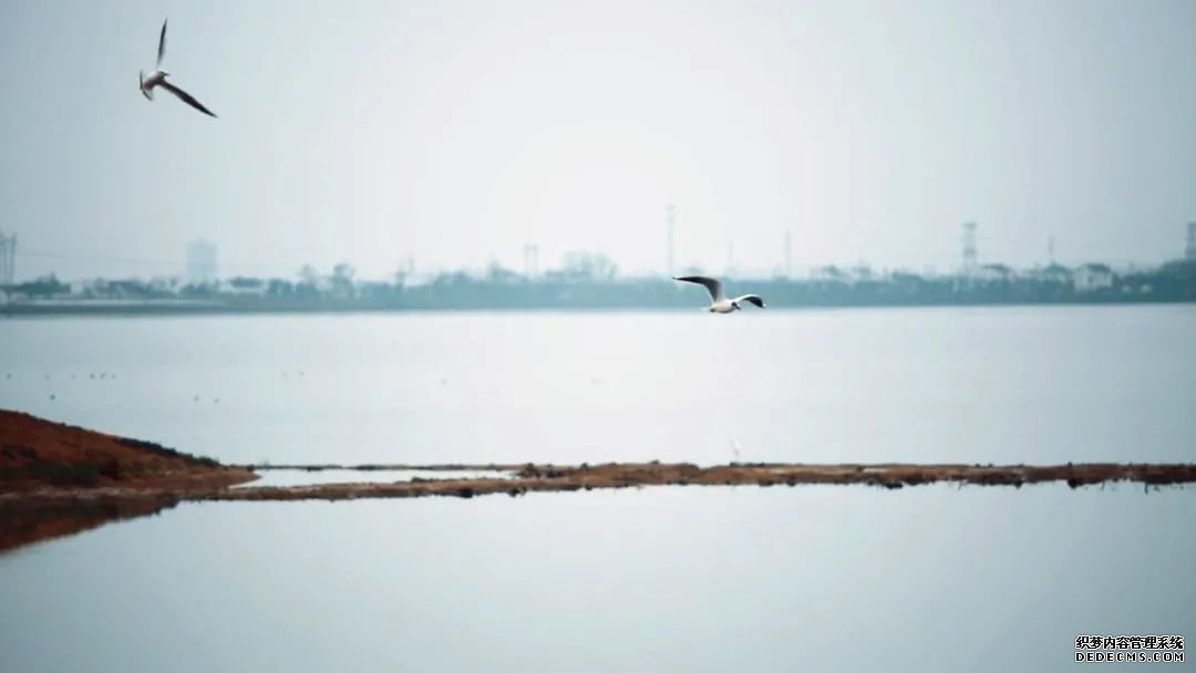 寂静金湖 鸟儿天堂