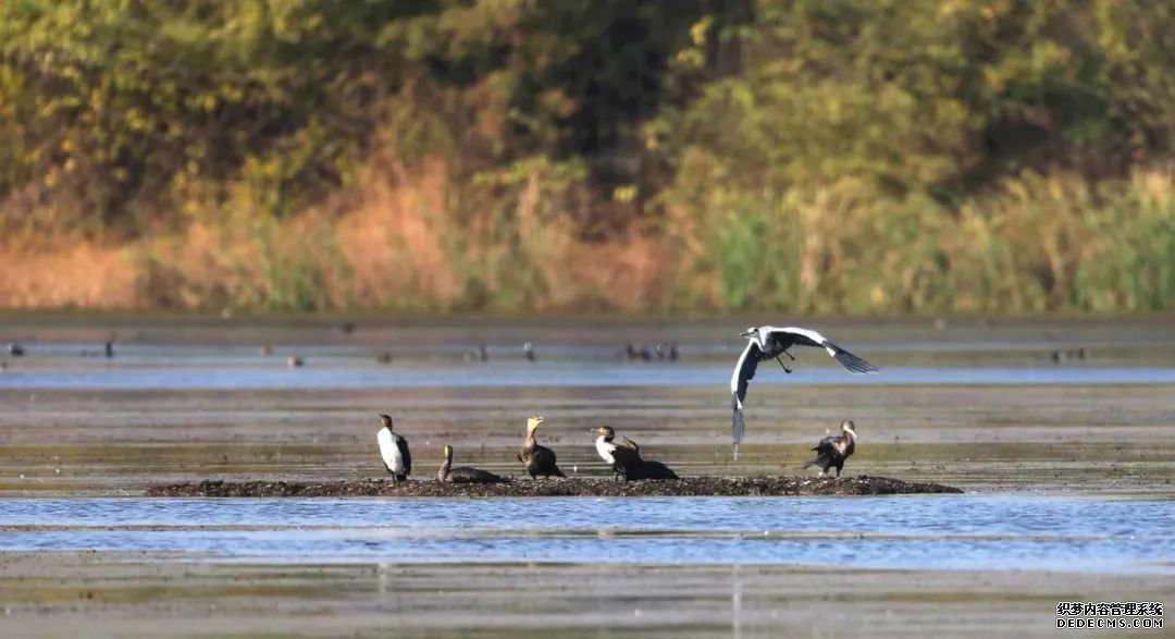 寂静金湖 鸟儿天堂
