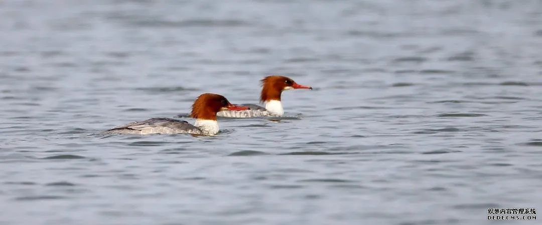 寂静金湖 鸟儿天堂