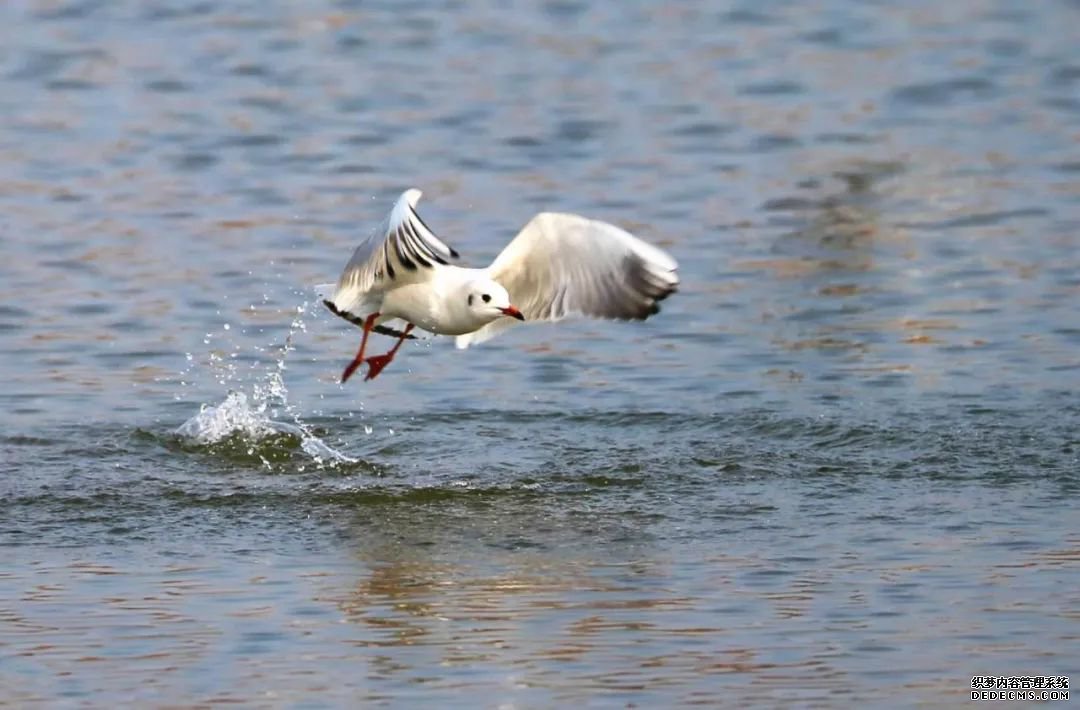 寂静金湖 鸟儿天堂