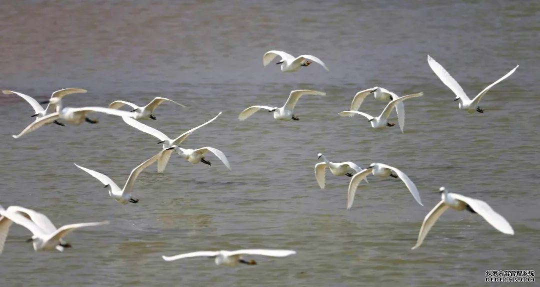 寂静金湖 鸟儿天堂