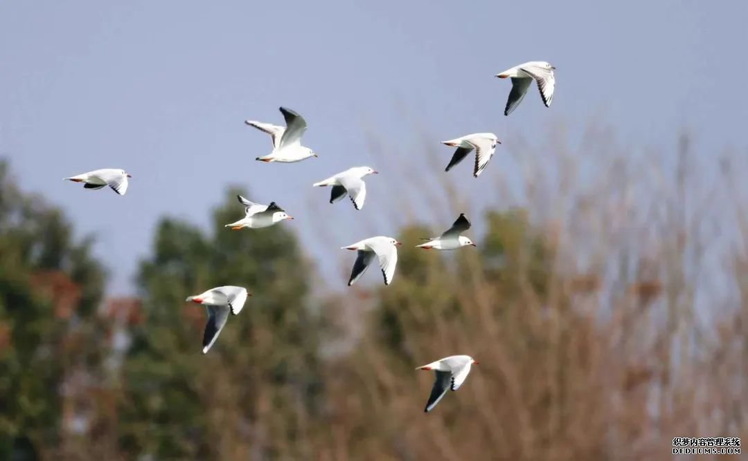 寂静金湖 鸟儿天堂