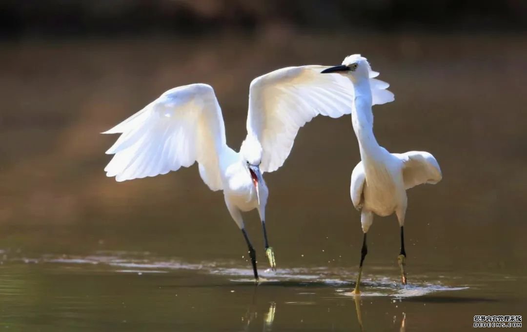 寂静金湖 鸟儿天堂