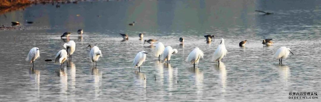 寂静金湖 鸟儿天堂