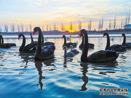 张掖湿地 候鸟天堂