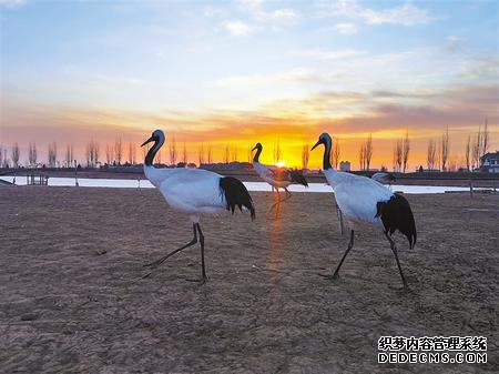 张掖湿地 候鸟天堂