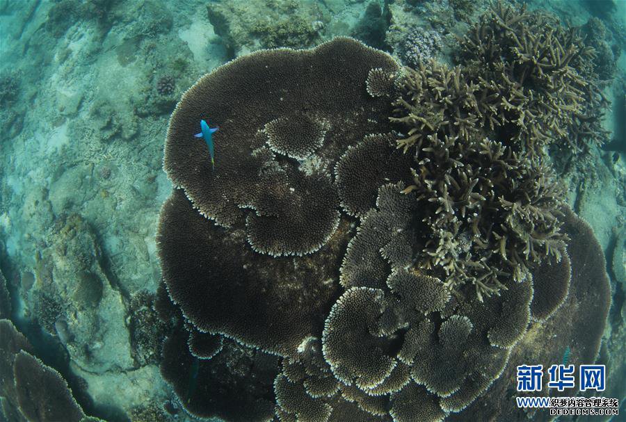 海南三亚:中国首个热带海洋牧场雏形初现