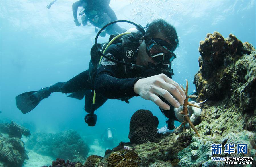 海南三亚:中国首个热带海洋牧场雏形初现