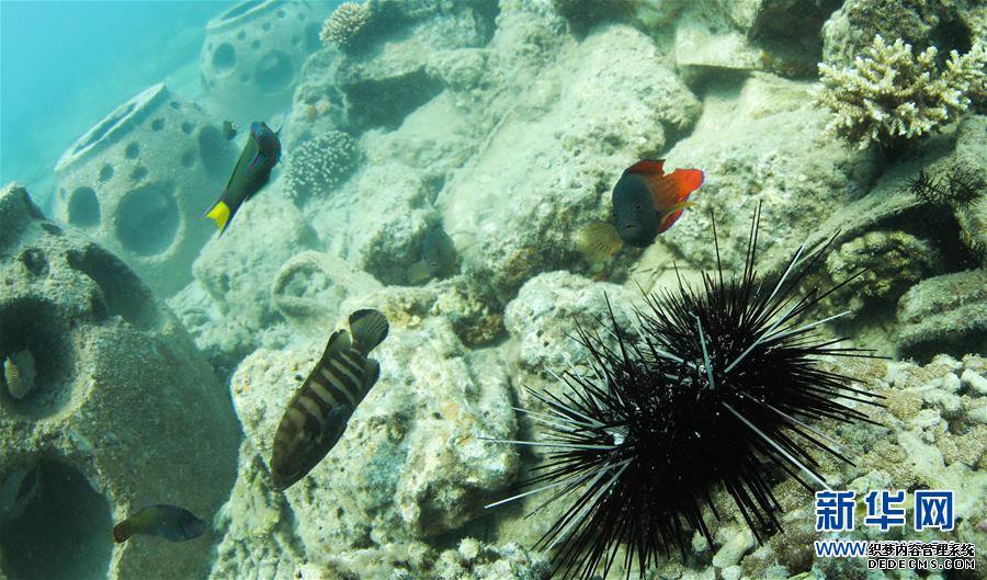 海南三亚:中国首个热带海洋牧场雏形初现