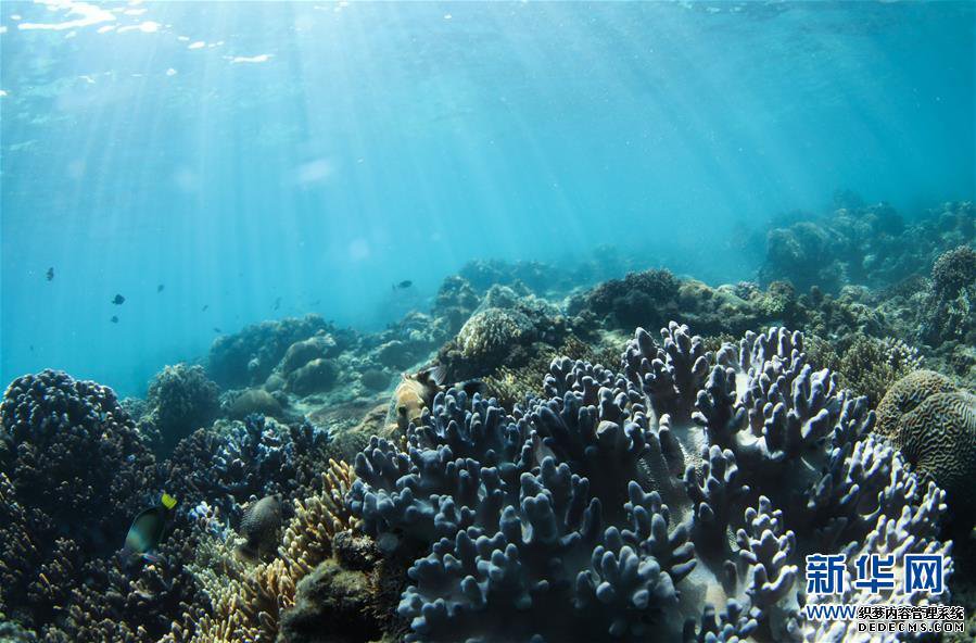 海南三亚:中国首个热带海洋牧场雏形初现
