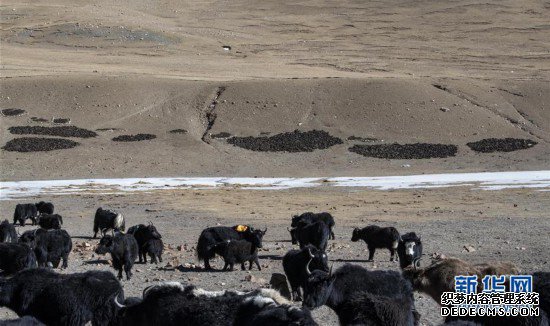 (社会)(1)珠峰脚下的冬季牧场