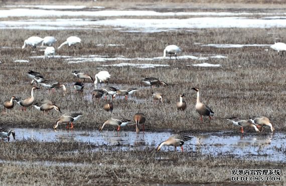 河北张北:无限元宝页游坝上湿地成候鸟天堂