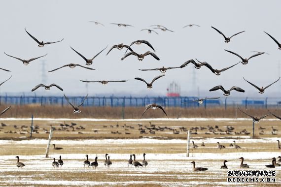 河北张北:无限元宝页游坝上湿地成候鸟天堂