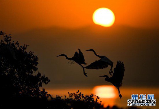 (生態)(1)“水鳥天堂”深圳灣