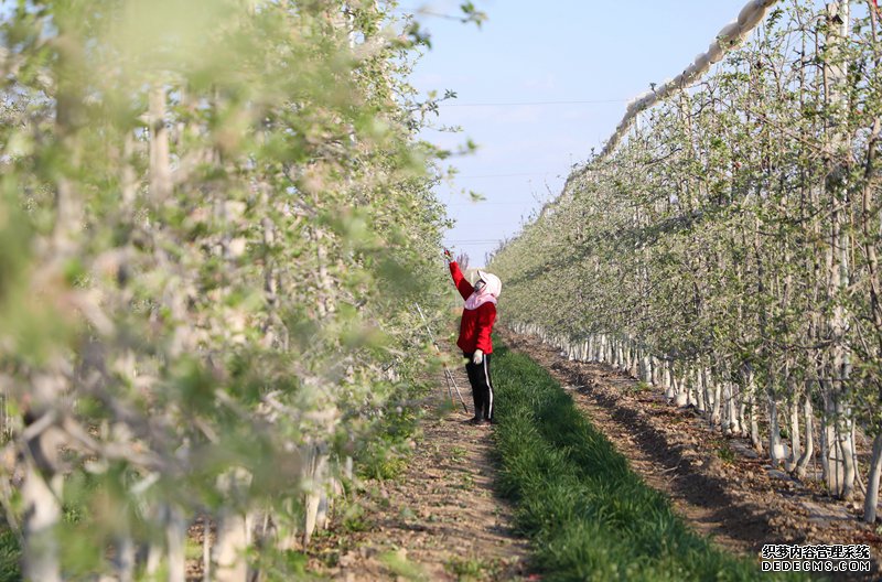“育种天堂公益网页游戏页游”里的春天奏鸣曲