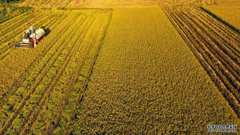 “育种天堂公益网页游戏页游”里的春天奏鸣曲
