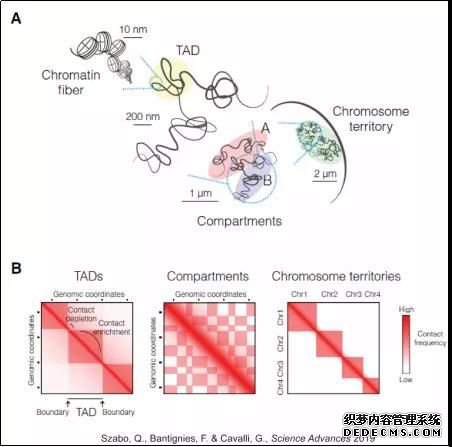 由结构域边界插入来调节基因组的空间折叠