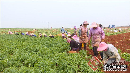 種出“薯”光!文山市6萬多畝馬鈴薯變成“金蛋蛋”