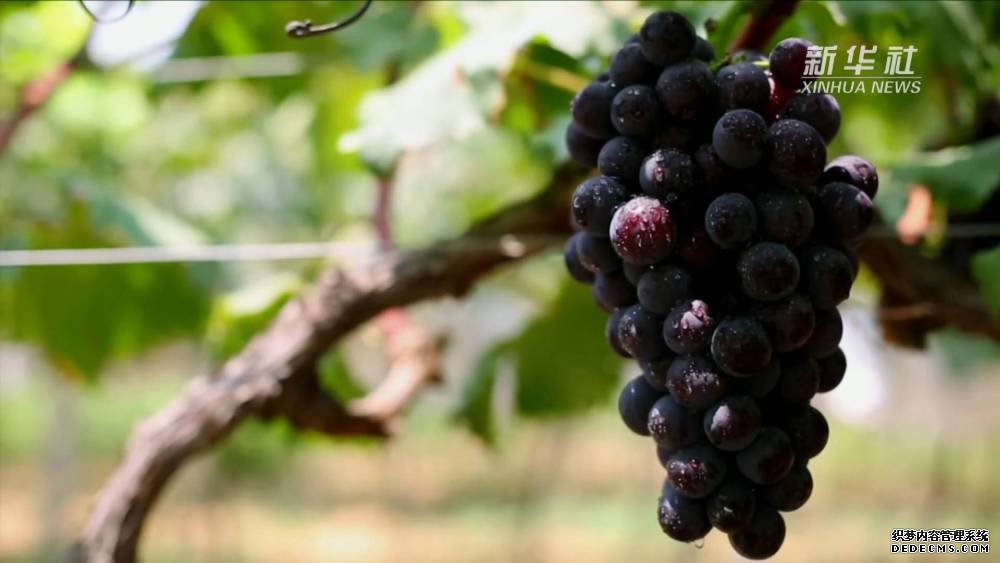 邑:葡萄香甜醉秦岭